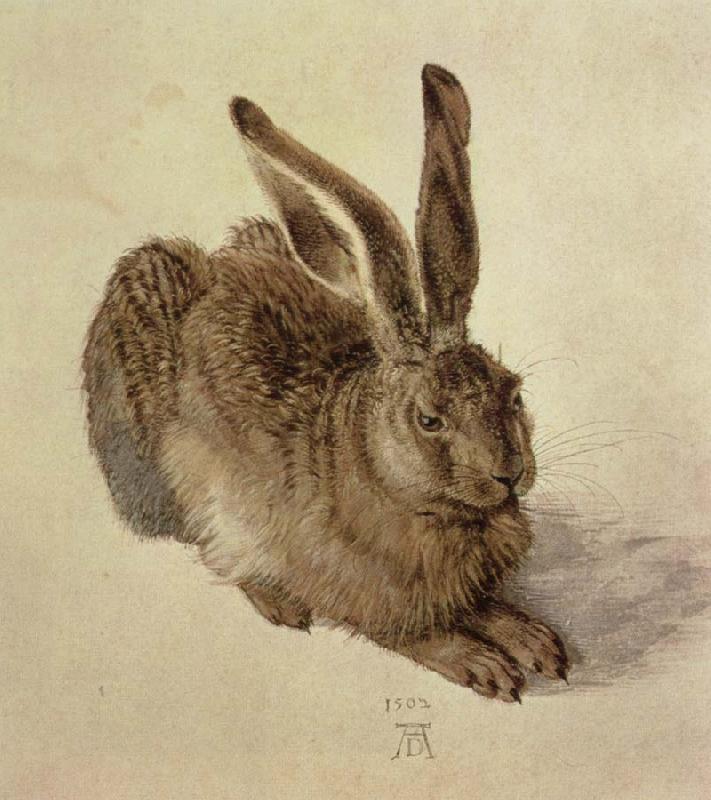 Albrecht Durer hare